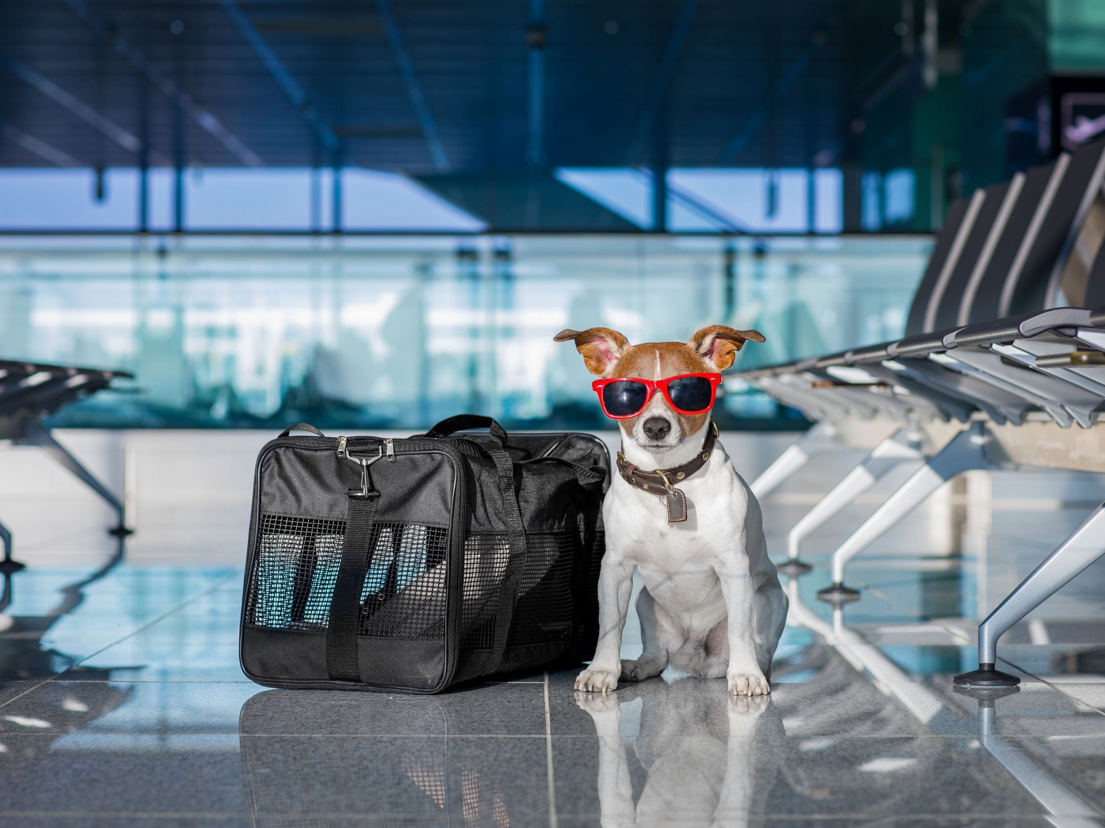 Refined Pet Essentials